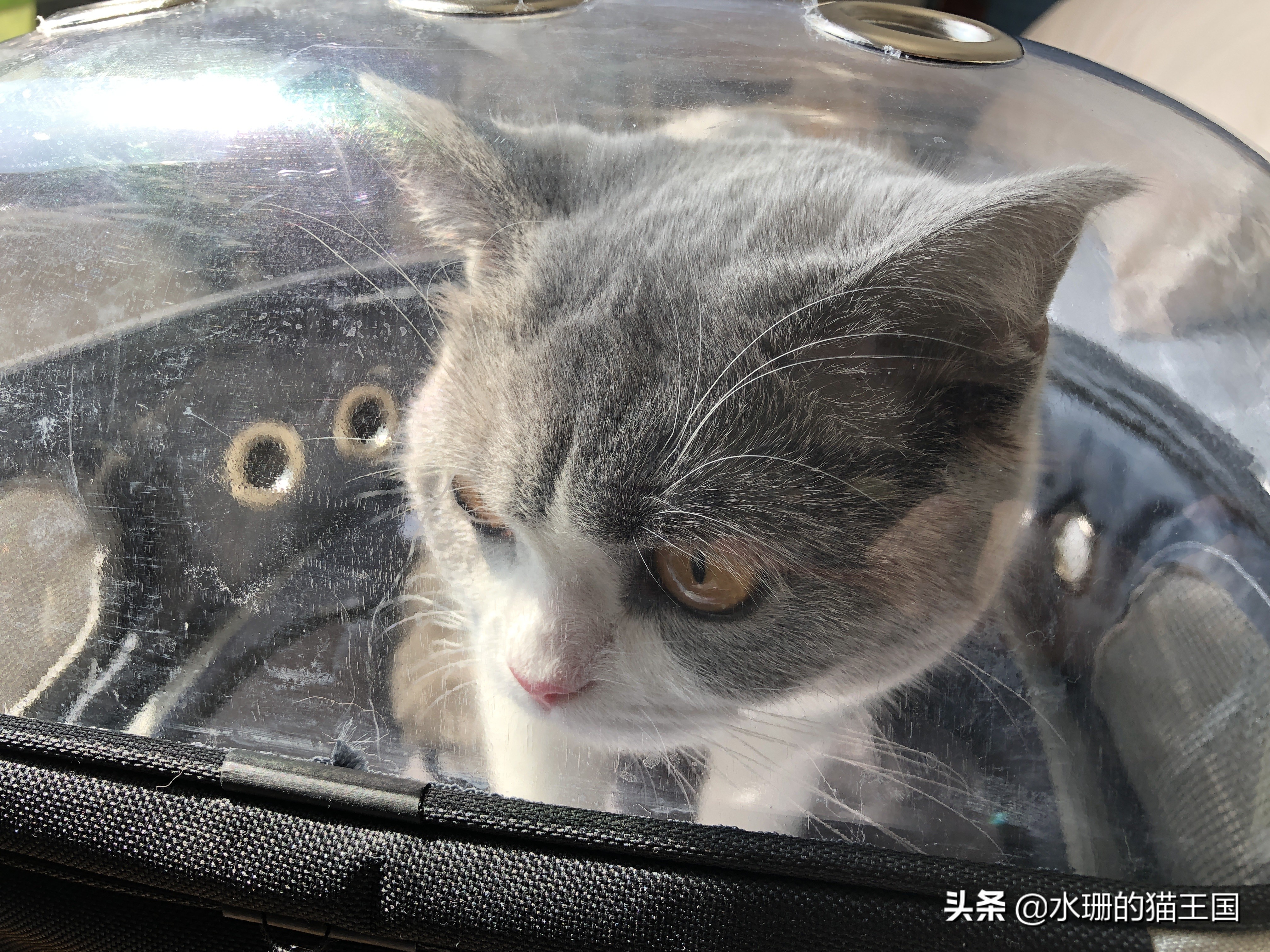 夏日炎炎，谨防猫咪中暑！如何区分热射病和日射病？中暑咋办？