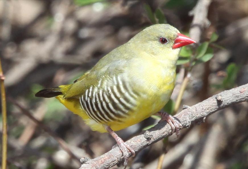 东江揽胜,惠州淡水常见鸟类图谱
