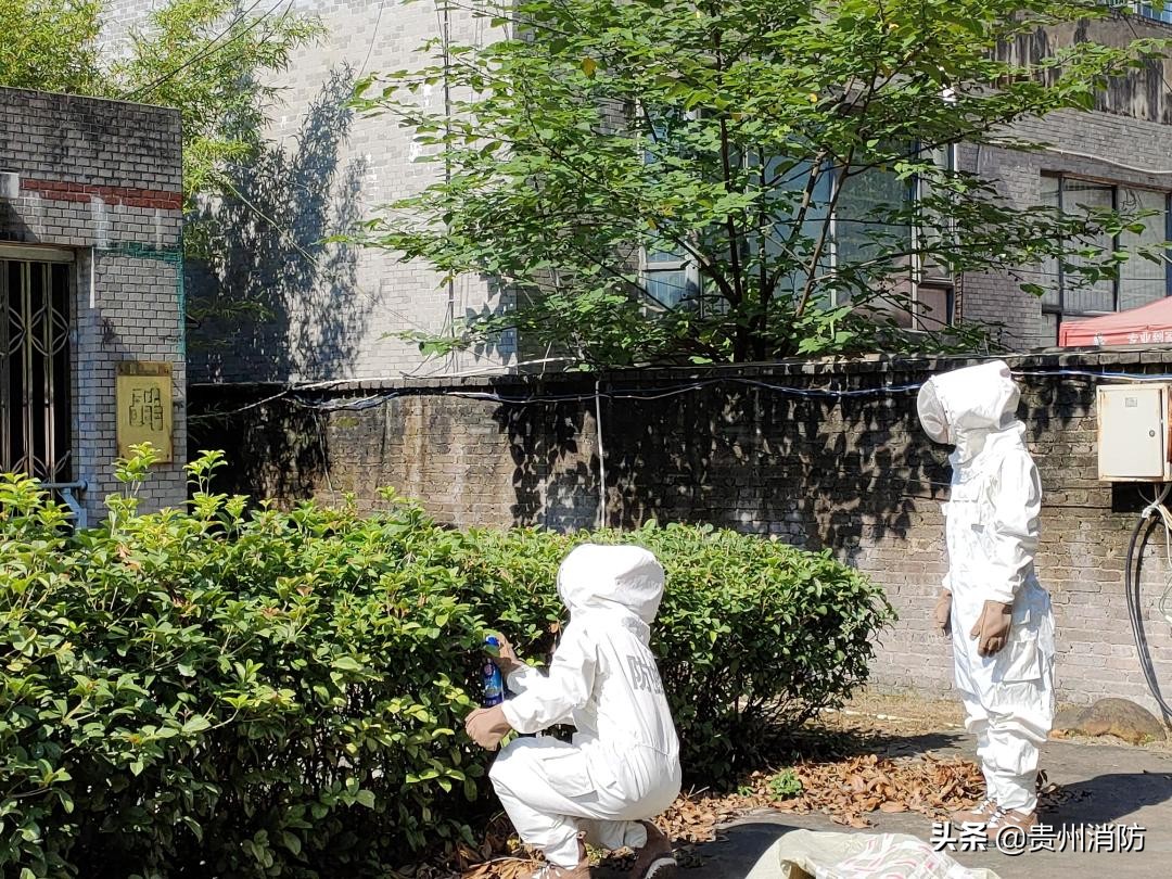 马蜂住山顶还是山脚下,马蜂能盖房子吗