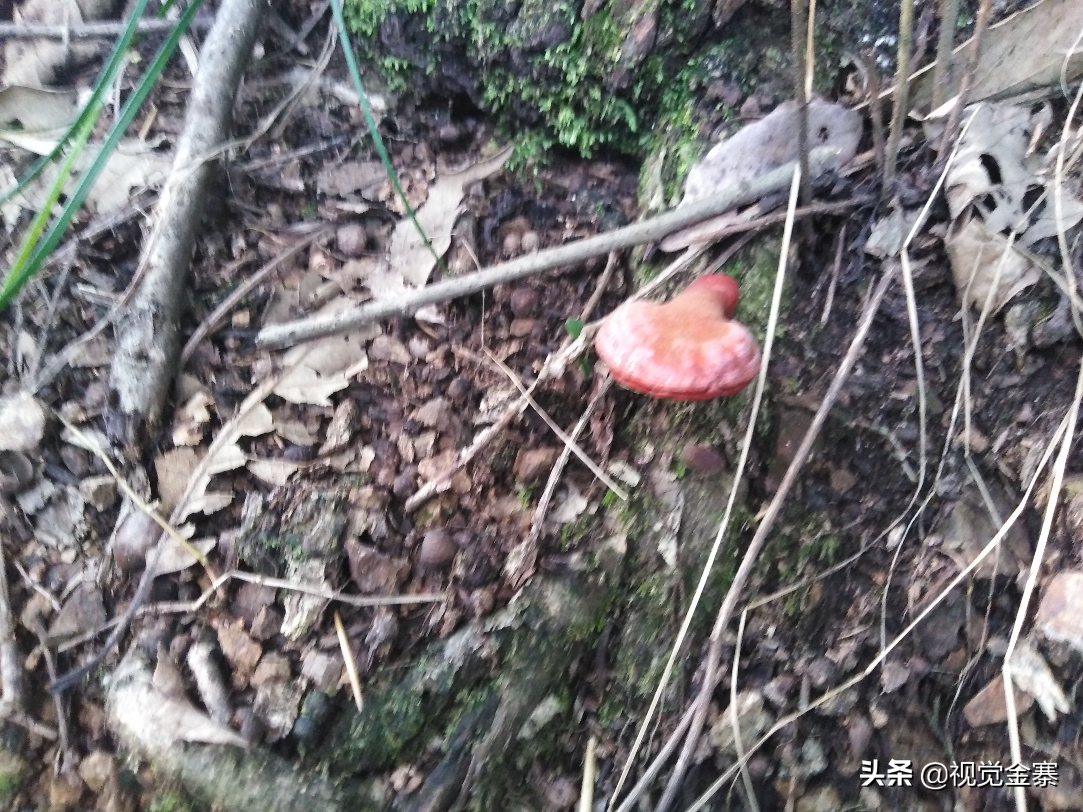 大别山稀有灵芝,大别山野生灵芝
