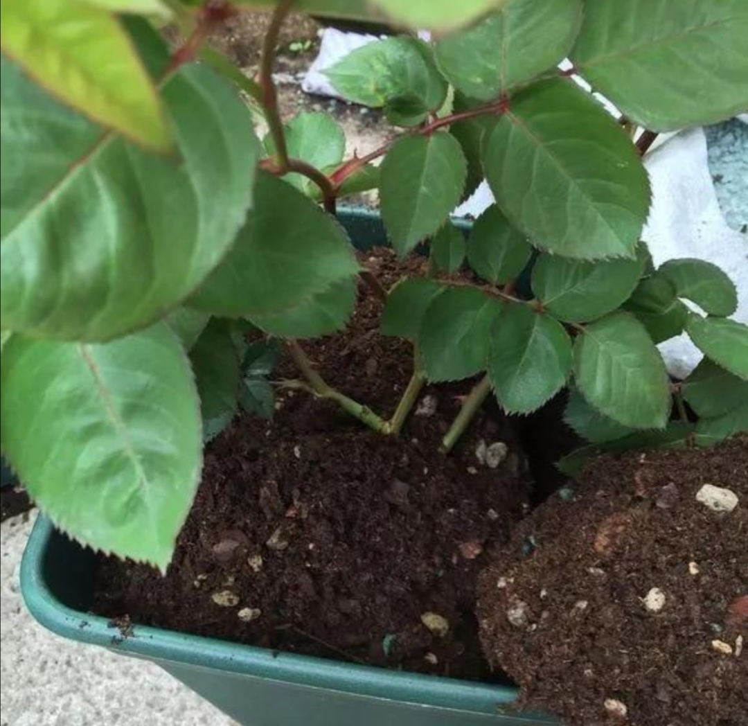 田地里的土壤太硬怎么办,土壤太硬了怎么变松散