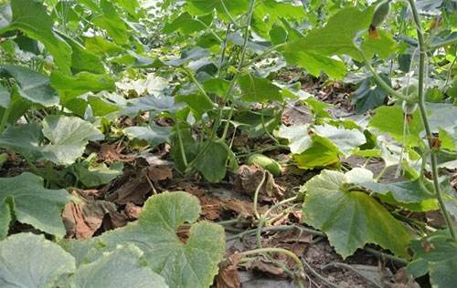 冬瓜枯萎怎么补救,石灰能治愈冬瓜的干枯病么