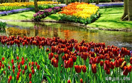 荷兰郁金香当年有多疯狂,重温荷兰在世界杯的光辉