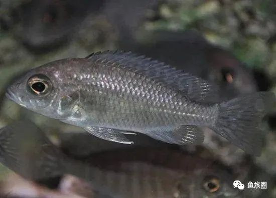 三湖慈鲷马鲷孔雀鱼多久发色,三湖慈鲷鱼之马鲷鱼