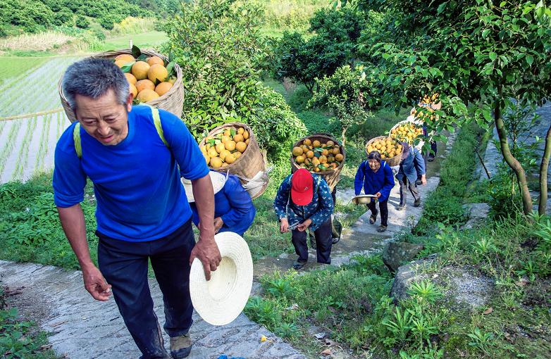 忠橙中国柑橘,忠橙出口的情况