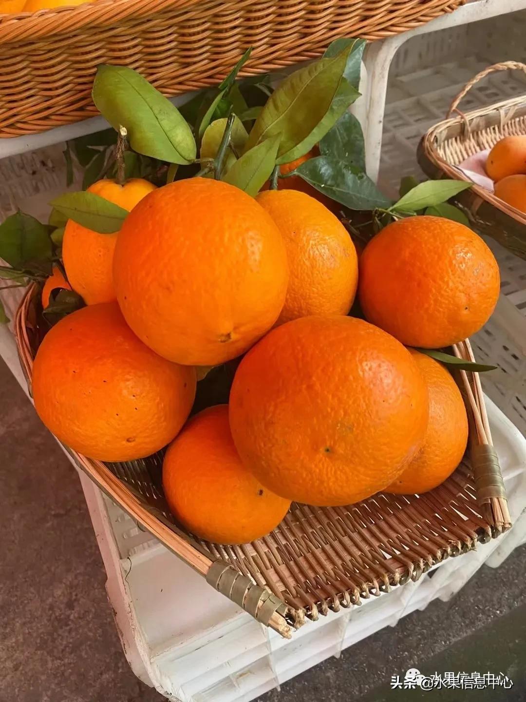 全国橙子产地在哪,中国橙子产地