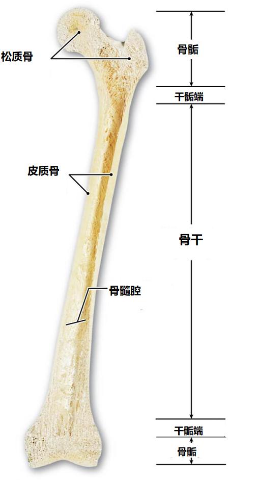 聊聊骨科疾病,聊聊骨科