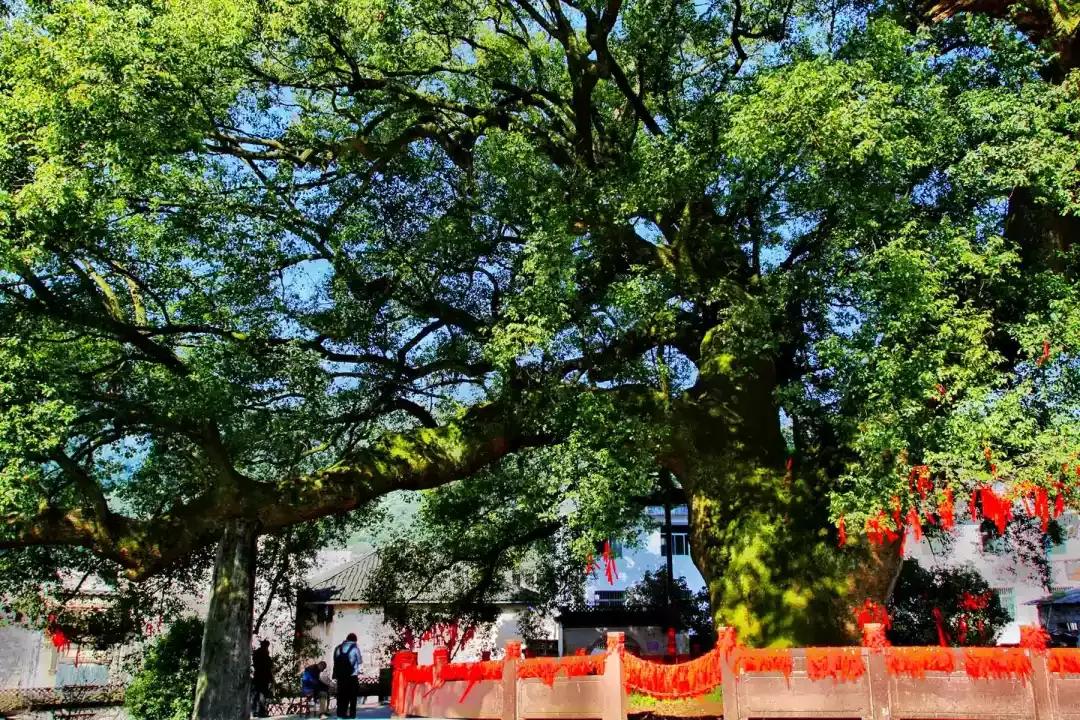 新安江山水画廊的美景,新安江山水画廊山水图