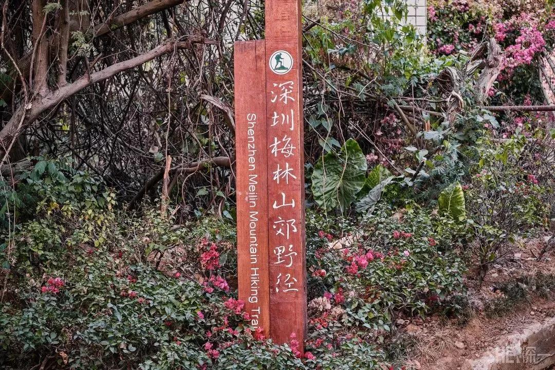 深圳首条手作“原始登山道”，人少好爬风景超美…过年去哪不用愁