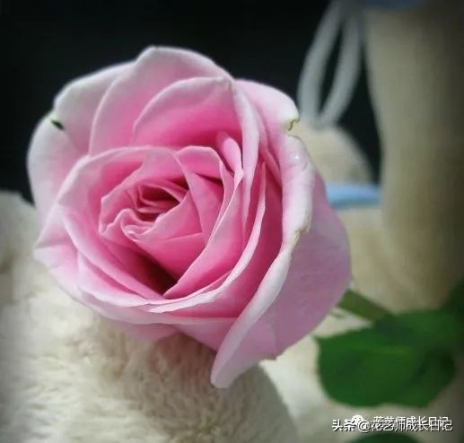 12种浪漫粉色系玫瑰图鉴,10款紫色玫瑰品种介绍