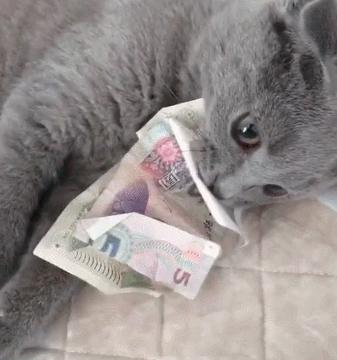 合租养猫劝退指南,《养猫劝退指南》