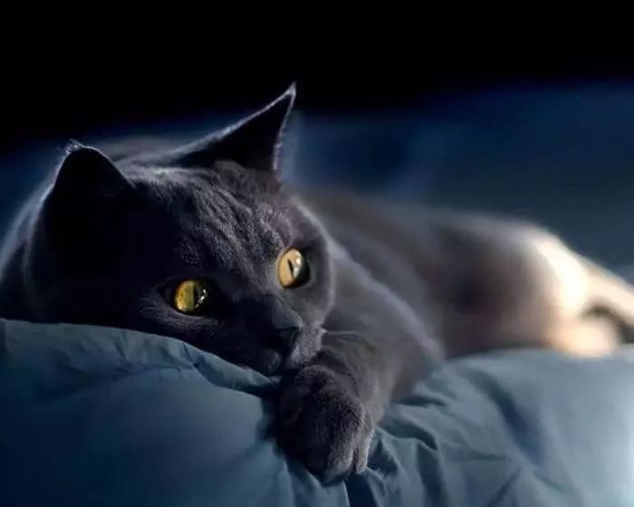 遇见黑猫有什么说法,黑猫带来的是厄运还是好运