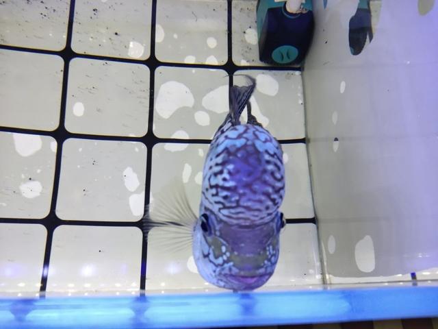 观赏鱼为什么脸肿了,观赏鱼体表受伤怎么治疗