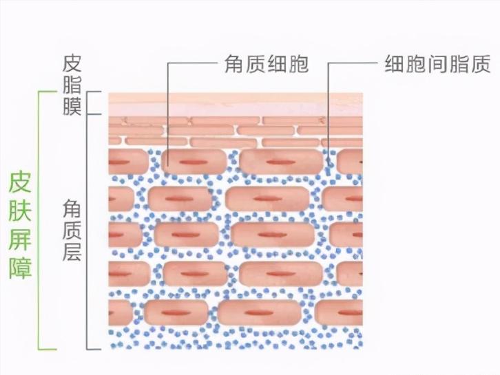 角质层薄怎么办吃什么药,角质层薄怎么办用什么护肤品