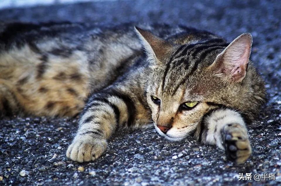 猫抓到老鼠不吃是什么原因,为什么猫抓到老鼠不立刻吃掉呢