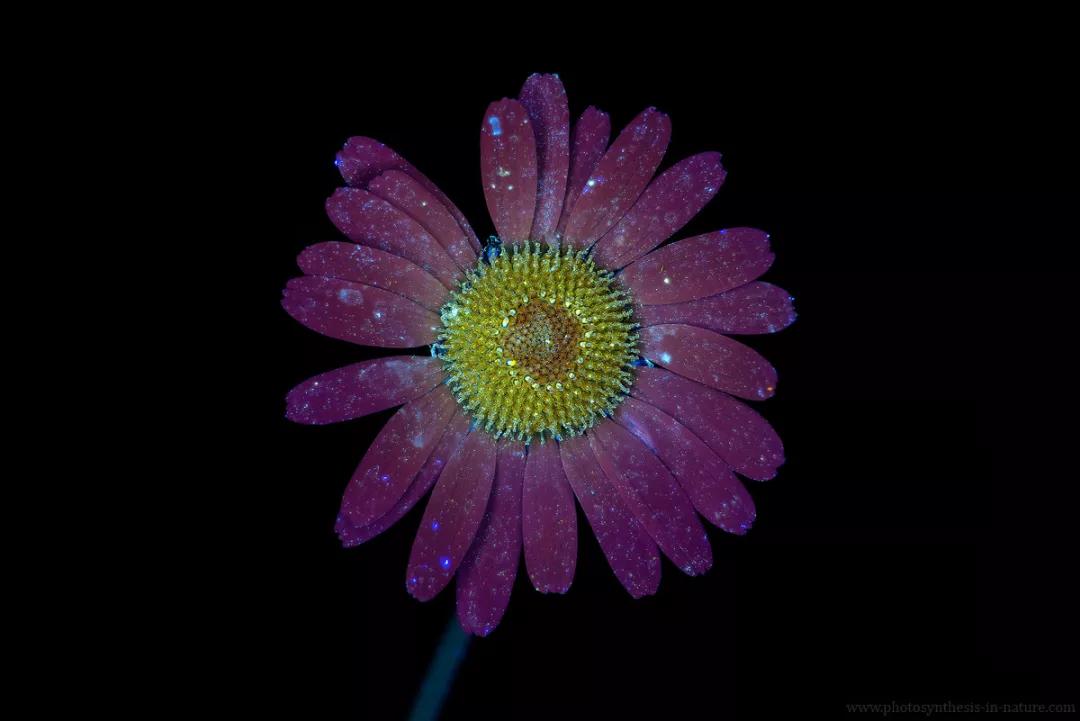 紫外线外星人真的存在吗,外星生命紫外线