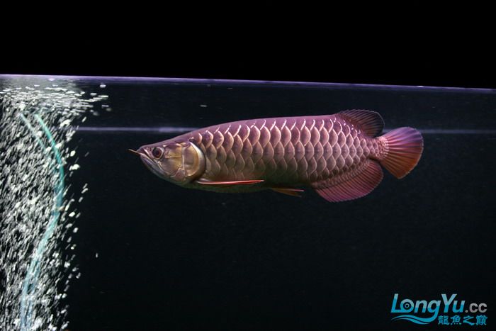金龙鱼全过背是什么,金龙鱼最大纪录
