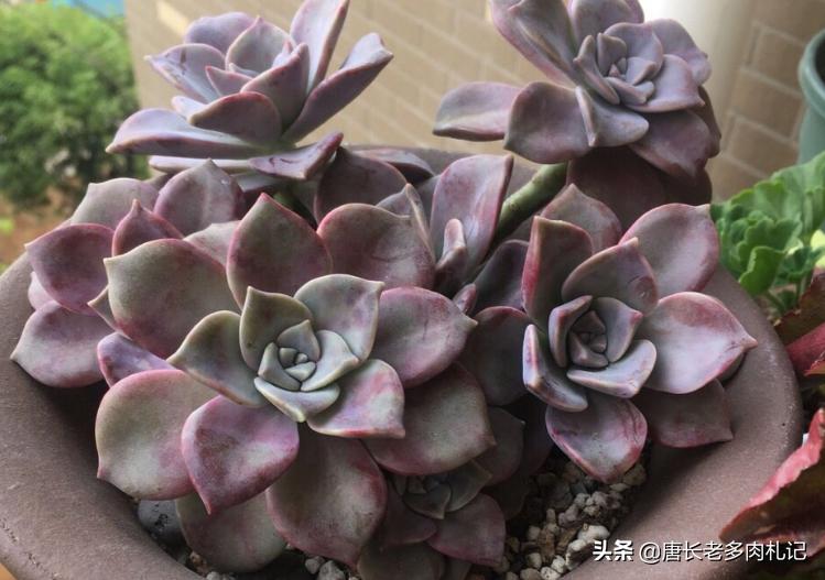 多肉紫蝶老桩,多肉老桩紫雾悬崖桩