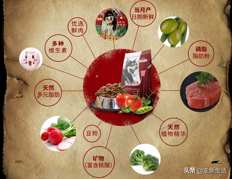 新手铲屎官要养狗要准备什么,新铲屎官养狗必备好物