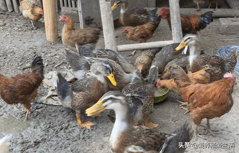 夏季霉菌感染对鸭群的侵害有哪些？最有效的小秘方一定要收藏