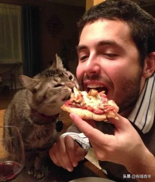 医生说我家猫很有性格,医生说我的猫有点傻