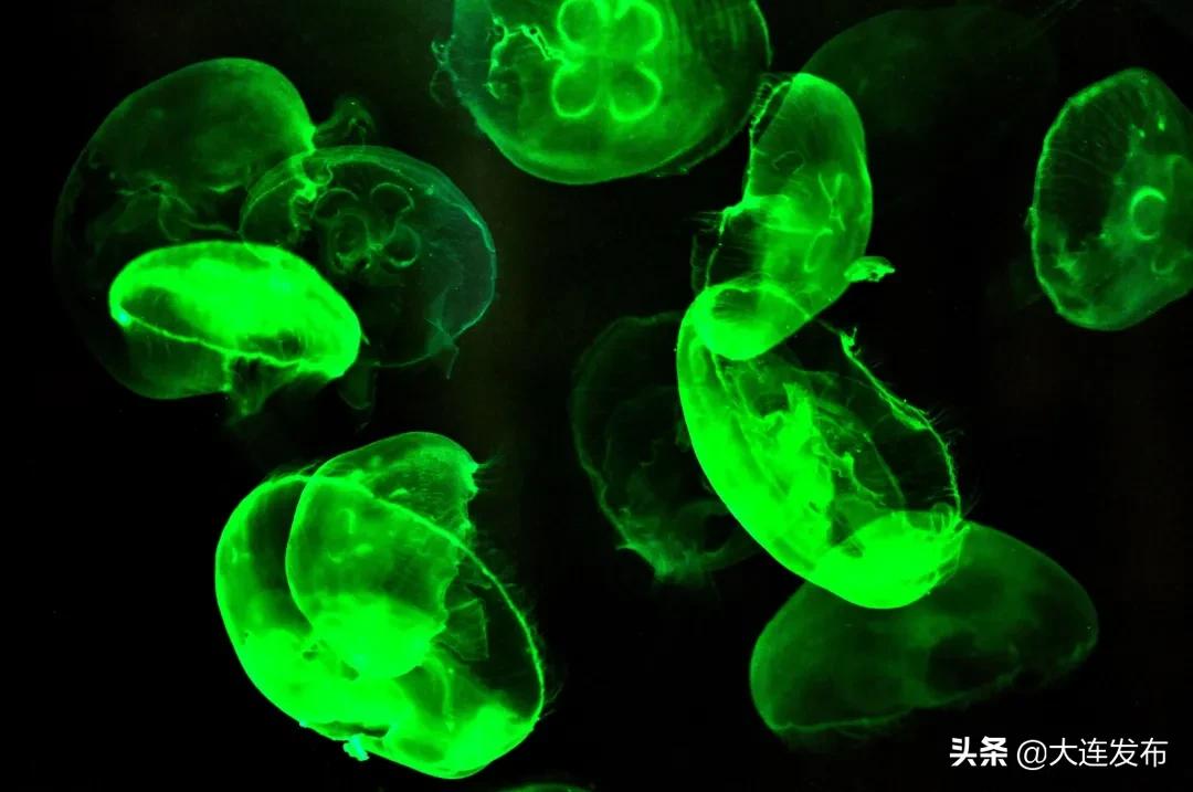 老虎滩旅游优惠,老虎滩61周岁门票优惠政策