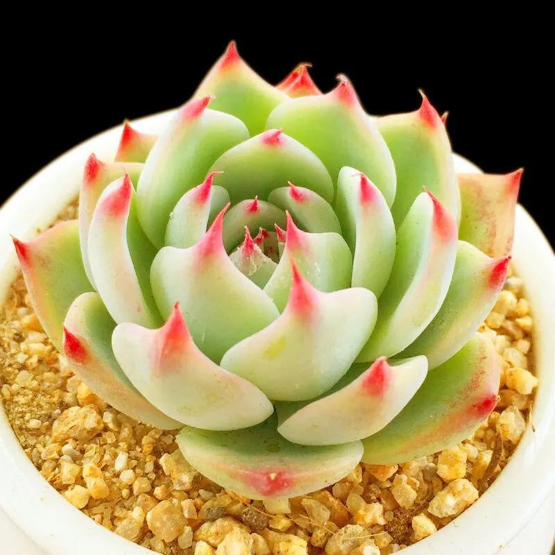 吉娃娃多肉爆盆图片大全,吉娃娃多肉徒长照片