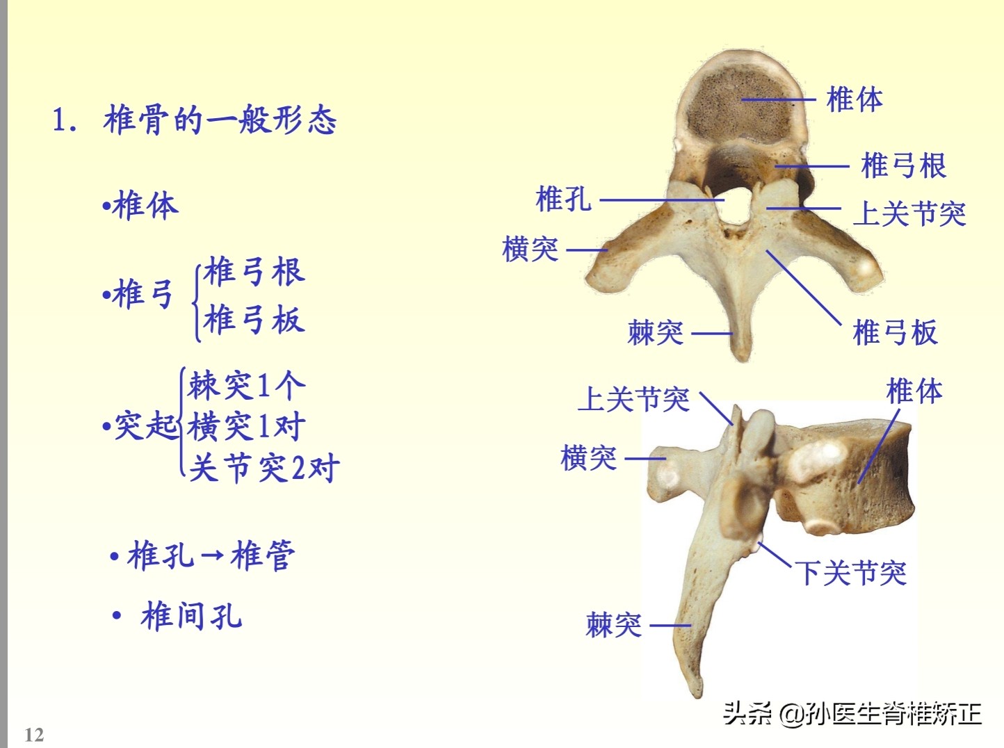 解剖学基础ppt完整版,人体系统解剖学ppt完整版