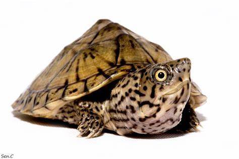 匠志萌宠乐园教学,匠志萌宠