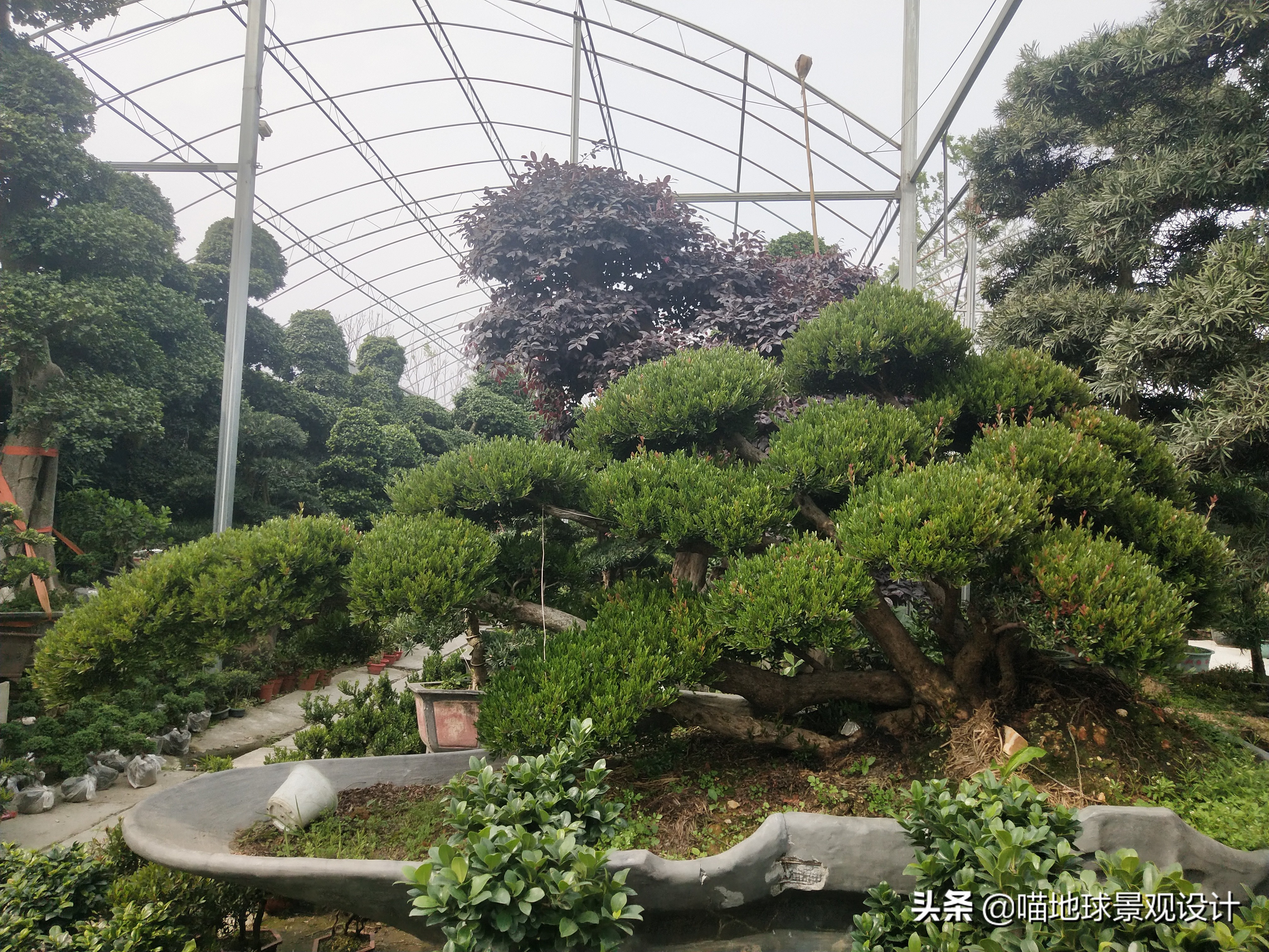 庭院景观设计品种齐全,别墅庭院主景树推荐