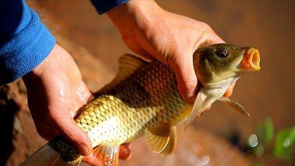 小药用对了是在诱鱼，用错了就是在赶鱼