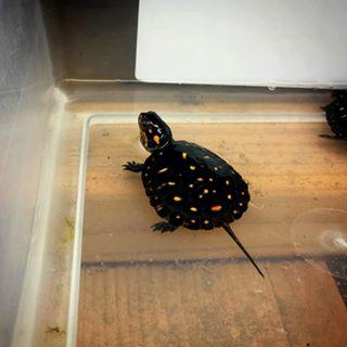 怎么预防龟肺炎,昼夜温差大乌龟又生病了怎么办