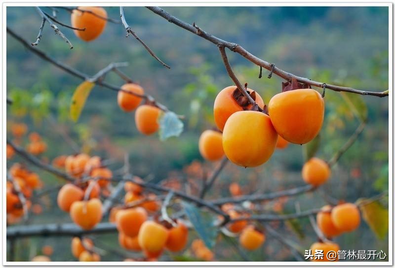 文人骚客喜欢用植物中的什么,古代文人志士爱好哪些植物