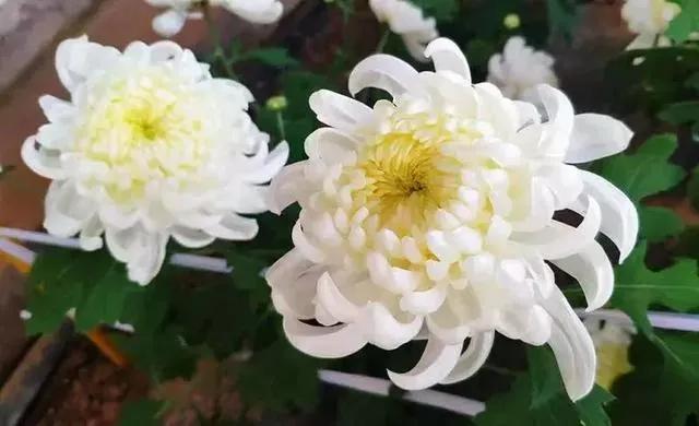 楼观台菊花展,楼观菊花
