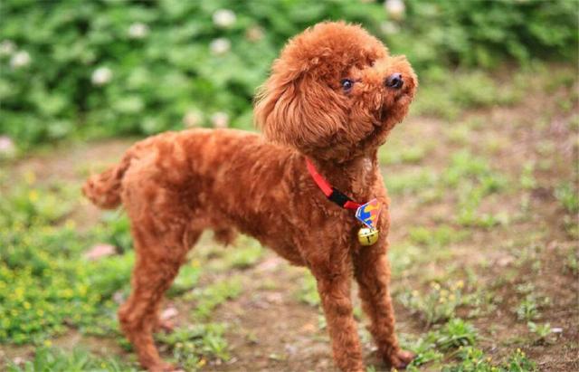 泰迪很严重泪痕怎么消除最有效,泰迪有泪痕怎么解决