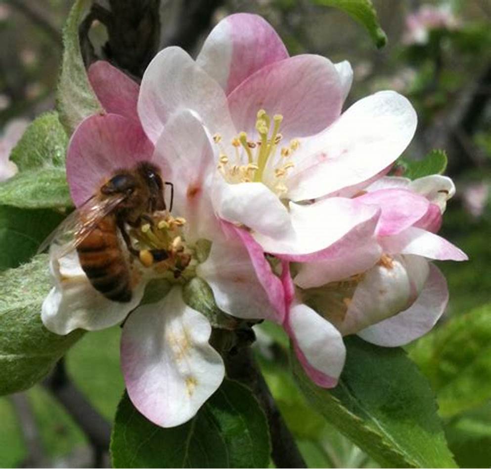绿山墙的安妮大概解读,绿山墙的安妮的内容介绍