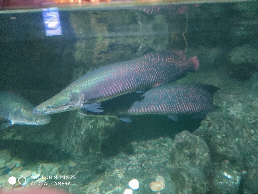 南京海底世界海狮表演,南京海底世界门票价格