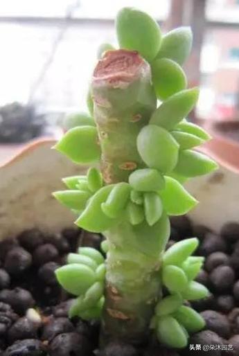 春天多肉徒长,春天多肉这样养爆盆不要太简单