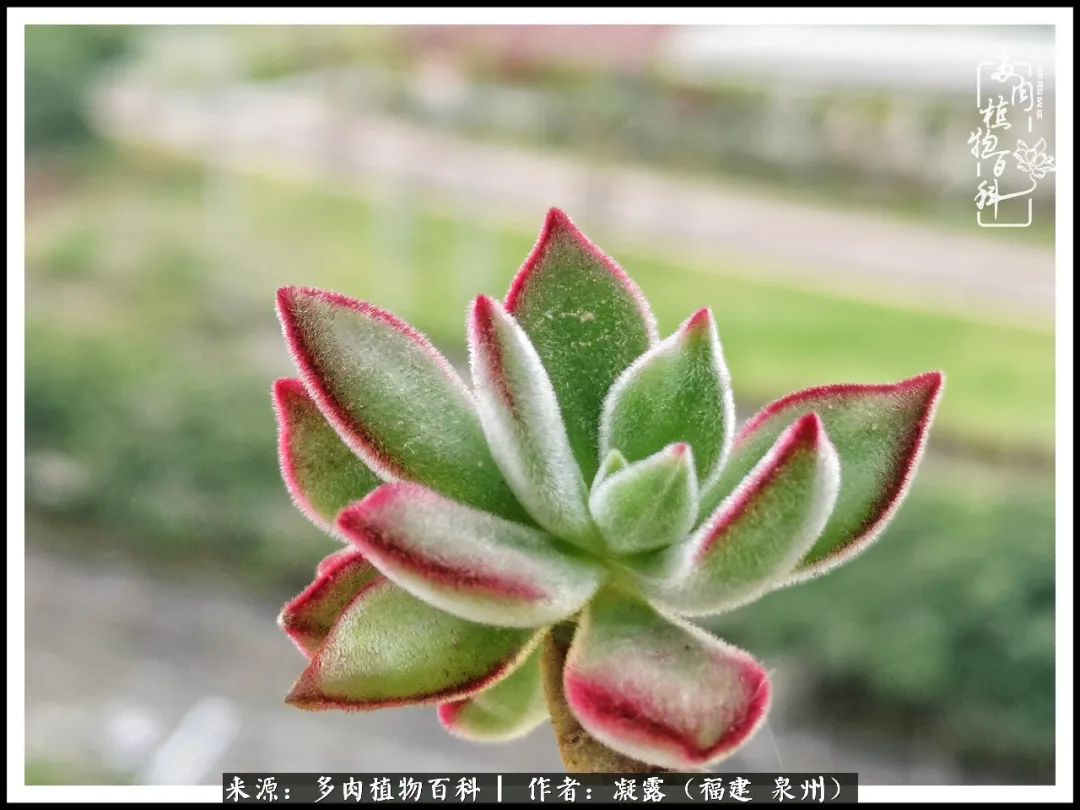 多肉日记严选,多肉日记大全100字