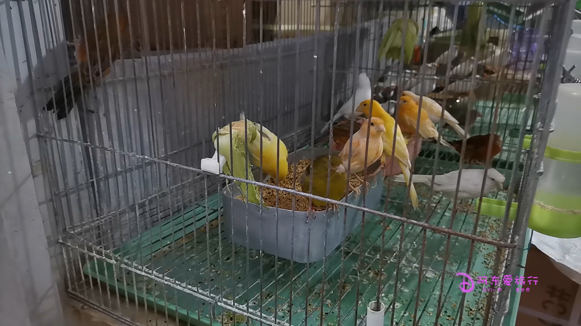 郑州陈砦花卉市场,郑州陈砦双桥花卉市场现状图