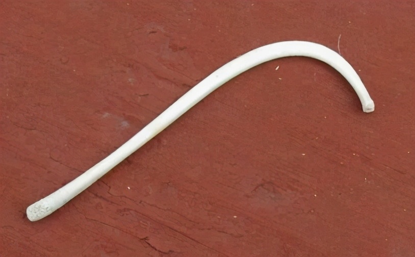 人类没有退化的器官,人类没有尾椎骨会怎样