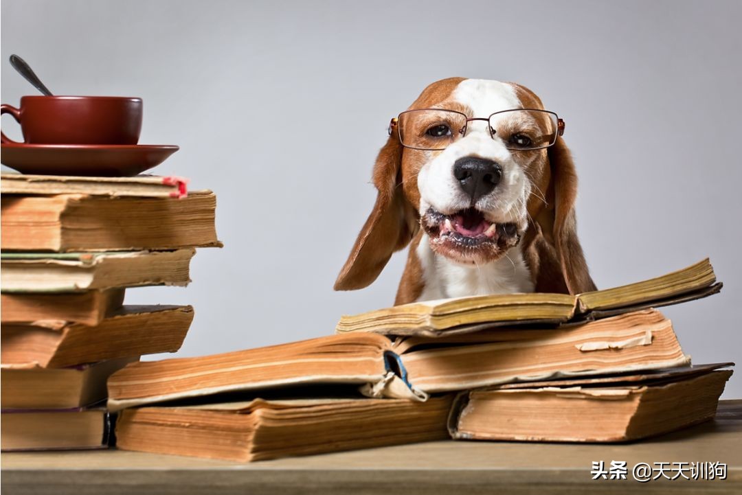 狗狗发情先别慌，这几招教你稳住TA