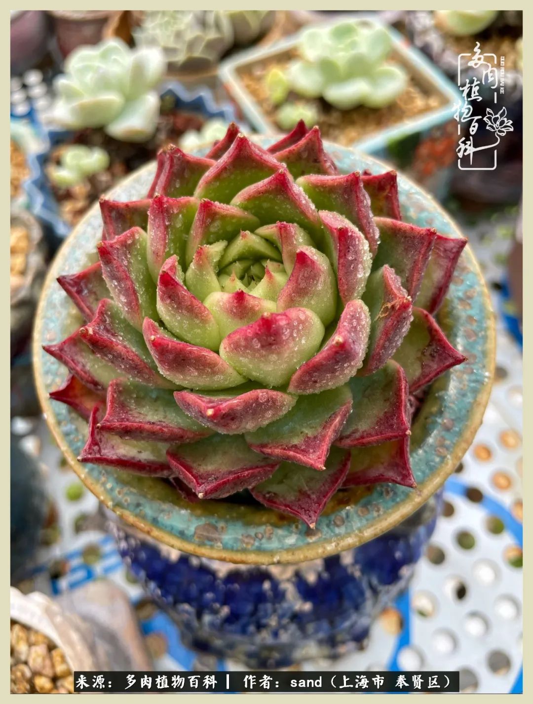 多肉怎么度过三伏天,多肉在三伏天怎么度夏