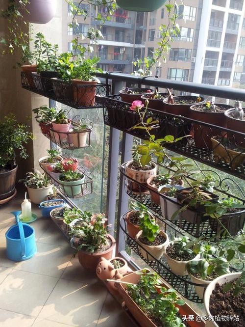 隔着玻璃怎么养好多肉,室内玻璃窗旁种多肉