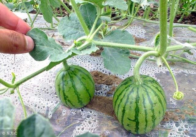 磷酸二氢钾讲解,最全磷酸二氢钾使用技术