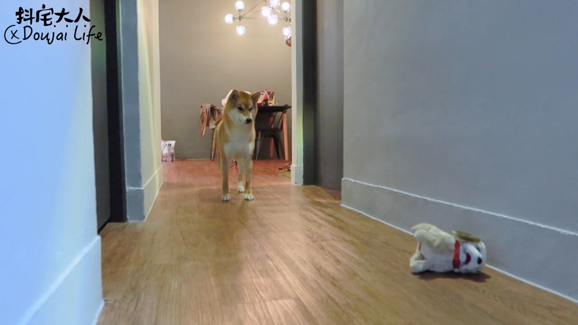 胆小柴犬遇神秘东西秒被吓跑　吓到脸歪、弹起反应笑翻网民