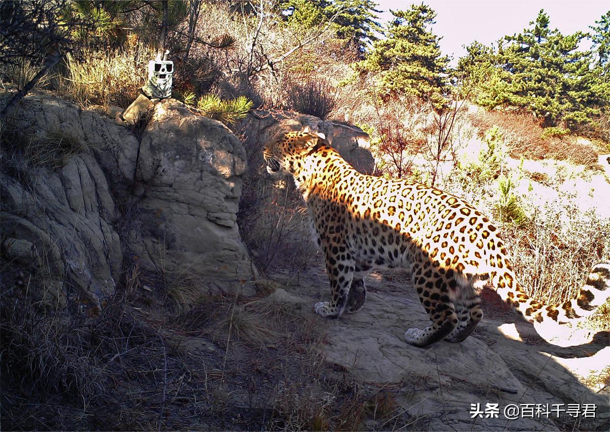 美洲豹是最强大的猫科,最凶猛的猫科动物美洲豹