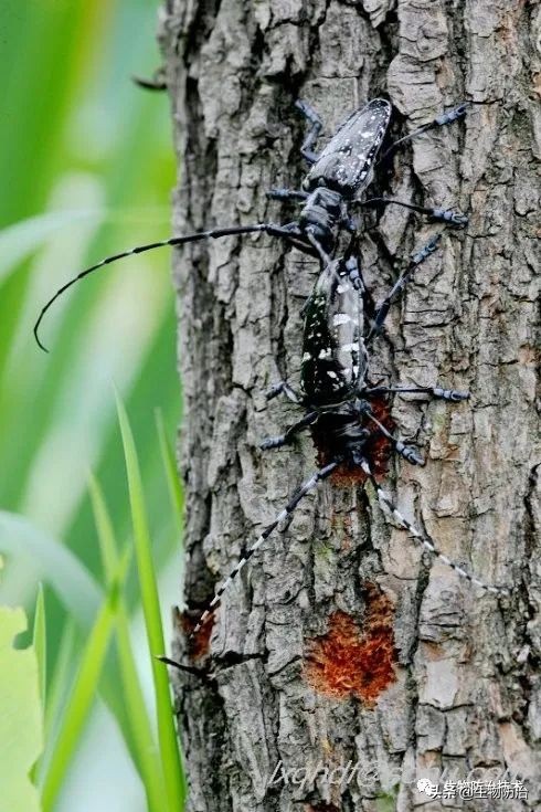 蛀干害虫是钻蛀害虫吗,果树枝干钻蛀害虫图片