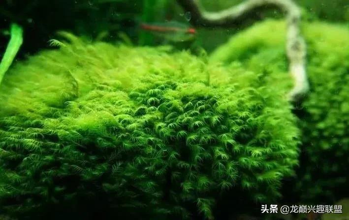 沉木绑扎什么莫斯好,珊瑚莫斯怎么绑扎