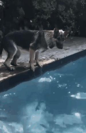 德国牧羊犬凶悍,德国牧羊犬高大威猛